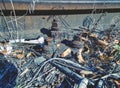 Damaged wooden railway sleeper. No train passed for a long time. Royalty Free Stock Photo