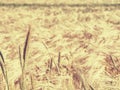 Detail of rye or barley corn in field.  Agriculture and nature Royalty Free Stock Photo