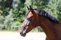 Detail of a saddle horse head closeup portrait in a landscape Royalty Free Stock Photo