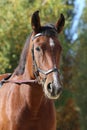 Detail of a saddle horse head closeup portrait in a landscape Royalty Free Stock Photo