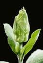 Detail of sage bud.