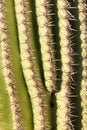 Detail of Saguaro Cactus spines background pattern Royalty Free Stock Photo