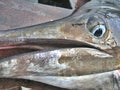 Detail - Sailfish Teeth