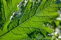 Detail of salad in the garden