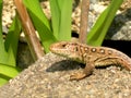 Detail of a salamander Royalty Free Stock Photo