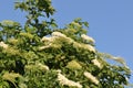 Sambucus nigra; Black Elder