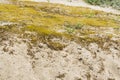 Detail of sand dunes texture on North Sea coast near the Hague in the Netherlands Royalty Free Stock Photo