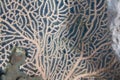 Detail of a sea fan in the Red Sea. Royalty Free Stock Photo
