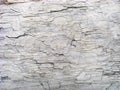Detail of Sea Worn Log Texture Pattern