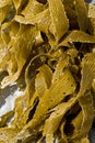 Detail of seaweeds Royalty Free Stock Photo