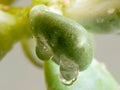 Detail of a Sedum leaf with a drop of water