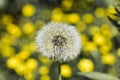 Detail on a seed head of a dandelion flower with blurred yellow flowers in the background and desaturated gray-green leaves