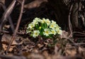 Detail of a seedling of yellow primroses