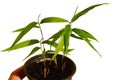 Detail of seedlings of Moso bamboo Phyllostachys edulis in plastic flower pot, held in right hand