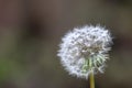 Detail of seeds of Common Dandelion (Taraxacum officinale agg).