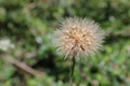 Detail of seeds of Rough hawkbit plant (Leontodon hispidus). Royalty Free Stock Photo