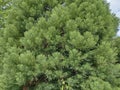 Detail of a Sequoia tree. Sequoiadendron giganteum