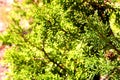 Detail of Sequoiadendron giganteum, giant sequoia, giant redwood