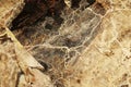 Detail of Serpula lacrymans mycelium Royalty Free Stock Photo