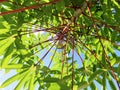 The detail and shape of the bright green cassava leaves seen from under the tree