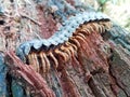 detail of the shape of one type of animal in the millipede family