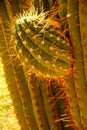 Detail, sharp, spiny cactus needles in late afternoon light