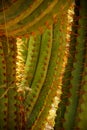 Detail, sharp, spiny cactus needles
