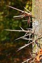 Detail of sharp thorns on trunk of Honey Locust tree, also caled thorny locust or thorny honeylocust