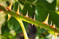 Detail of Sharp Wild Rose Thorns