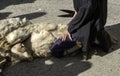 Shearing a sheep Royalty Free Stock Photo