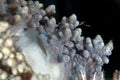 Detail of short-finger leather coral. Royalty Free Stock Photo