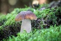 Detail shot of amazing cep mushroom in green moss Royalty Free Stock Photo