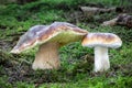 Detail shot of amazing cep mushroom in green moss Royalty Free Stock Photo