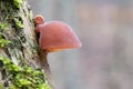 Detail shot of amazing edible mushrooms known as Jews ear Royalty Free Stock Photo