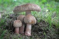 Detail shot of amazing group of edible mushroom amanita rubescens