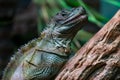 Detail shot of the Amboina sail-finned lizard, Hydrosaurus amboinensis, large agamid lizard, on a wooden branch with Royalty Free Stock Photo