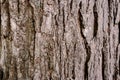 Closeup of a Tree bark texture Royalty Free Stock Photo