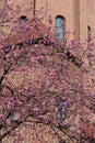 20/20/03, detail shot of a blossoming cherry tree with pink cherry blossoms in front of the St. TaddÃÂ¤us church in Augsburg in