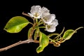 Detail shot of a branch of the pear tree with flowers, buds and leaves Royalty Free Stock Photo