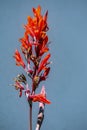 Detail shot of a Canna Canna indica