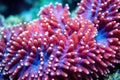 detail shot of coral polyps in bright hues Royalty Free Stock Photo