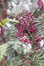 Detail shot of cornelian cherry with blurry dark green leaves background at Izmir in Turkey Royalty Free Stock Photo