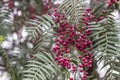 Detail shot of cornelian cherry with blurry dark green leaves background Royalty Free Stock Photo