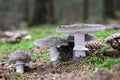 Detail shot of group edible mushrooms commonly known as grey spotted Amanita Royalty Free Stock Photo