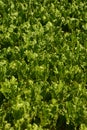 Detail shot of growing sugar beet or Beta vulgaris plants