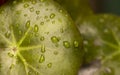 Leaf of plant wetted by drops