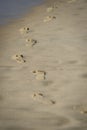 Man footprints in the sand on a beach Royalty Free Stock Photo