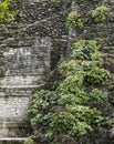 Detail shot of the Mayan temple of Dzibanche in Mexico with overgrowth
