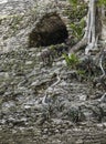 Detail shot of the Mayan temple of Dzibanche in Mexico with overgrowth