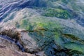 Detail shot of moss Algae on the wet rock at the sea shore Royalty Free Stock Photo